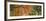 Low angle view of tree branch, Hoyt Arboretum, Washington Park, Portland, Oregon, USA-Panoramic Images-Framed Photographic Print