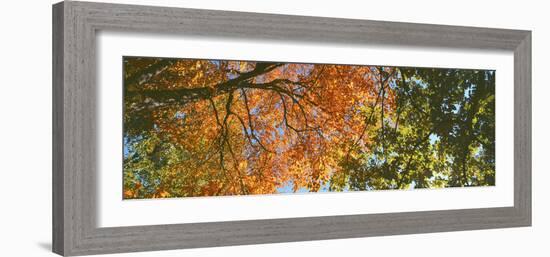 Low angle view of tree branch, Hoyt Arboretum, Washington Park, Portland, Oregon, USA-Panoramic Images-Framed Premium Photographic Print