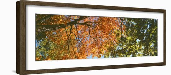 Low angle view of tree branch, Hoyt Arboretum, Washington Park, Portland, Oregon, USA-Panoramic Images-Framed Premium Photographic Print