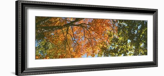 Low angle view of tree branch, Hoyt Arboretum, Washington Park, Portland, Oregon, USA-Panoramic Images-Framed Premium Photographic Print