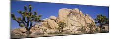 Premium Photographic Print