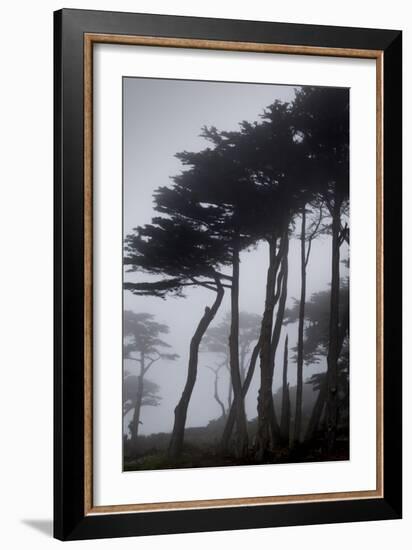 Low angle view of trees in the fog at Lands End, San Francisco, California, USA-Panoramic Images-Framed Photographic Print