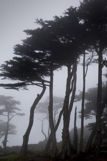 Low Angle View Of Trees In The Fog At Lands End San Francisco California Usa Photographic Print Panoramic Images Art Com