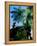 Low angle view of West Indian treefern (Cyathea arborea), Papillote Wilderness Retreat, Dominica-null-Framed Premier Image Canvas