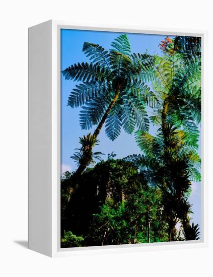 Low angle view of West Indian treefern (Cyathea arborea), Papillote Wilderness Retreat, Dominica-null-Framed Premier Image Canvas
