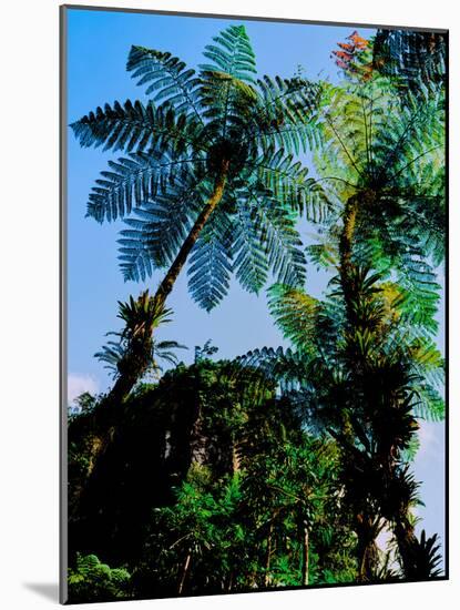 Low angle view of West Indian treefern (Cyathea arborea), Papillote Wilderness Retreat, Dominica-null-Mounted Photographic Print