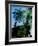 Low angle view of West Indian treefern (Cyathea arborea), Papillote Wilderness Retreat, Dominica-null-Framed Photographic Print