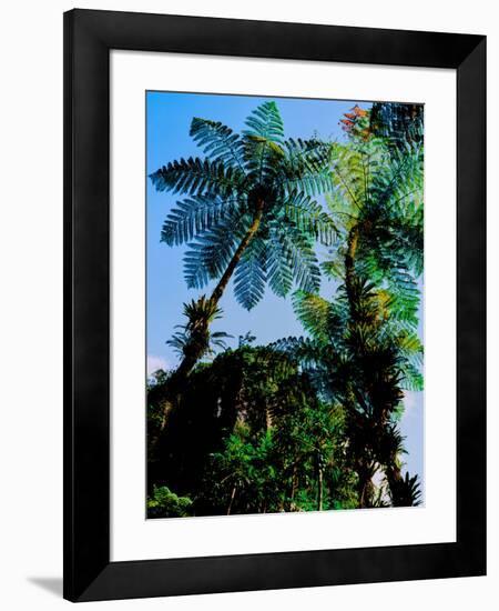 Low angle view of West Indian treefern (Cyathea arborea), Papillote Wilderness Retreat, Dominica-null-Framed Photographic Print