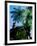 Low angle view of West Indian treefern (Cyathea arborea), Papillote Wilderness Retreat, Dominica-null-Framed Photographic Print