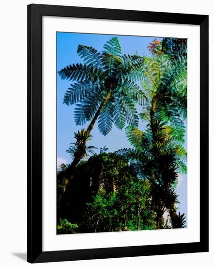 Low angle view of West Indian treefern (Cyathea arborea), Papillote Wilderness Retreat, Dominica-null-Framed Photographic Print