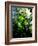 Low angle view of West Indian treefern (Cyathea arborea), Papillote Wilderness Retreat, Dominica-null-Framed Photographic Print