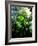 Low angle view of West Indian treefern (Cyathea arborea), Papillote Wilderness Retreat, Dominica-null-Framed Photographic Print