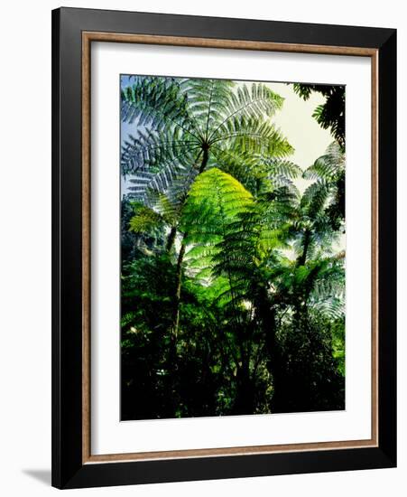 Low angle view of West Indian treefern (Cyathea arborea), Papillote Wilderness Retreat, Dominica-null-Framed Photographic Print