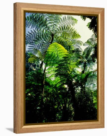 Low angle view of West Indian treefern (Cyathea arborea), Papillote Wilderness Retreat, Dominica-null-Framed Premier Image Canvas