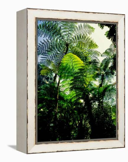 Low angle view of West Indian treefern (Cyathea arborea), Papillote Wilderness Retreat, Dominica-null-Framed Premier Image Canvas