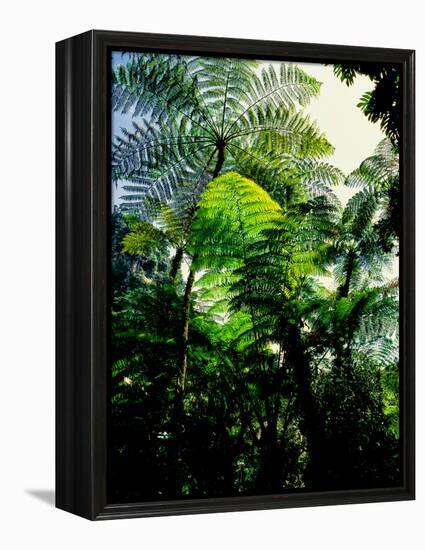 Low angle view of West Indian treefern (Cyathea arborea), Papillote Wilderness Retreat, Dominica-null-Framed Premier Image Canvas