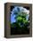 Low angle view of West Indian treefern (Cyathea arborea), Papillote Wilderness Retreat, Dominica-null-Framed Premier Image Canvas