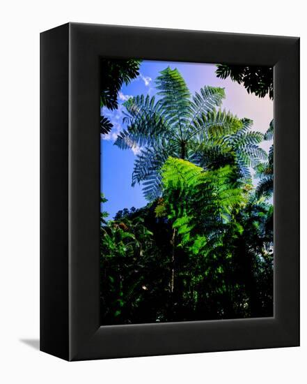 Low angle view of West Indian treefern (Cyathea arborea), Papillote Wilderness Retreat, Dominica-null-Framed Premier Image Canvas