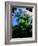 Low angle view of West Indian treefern (Cyathea arborea), Papillote Wilderness Retreat, Dominica-null-Framed Photographic Print