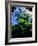 Low angle view of West Indian treefern (Cyathea arborea), Papillote Wilderness Retreat, Dominica-null-Framed Photographic Print