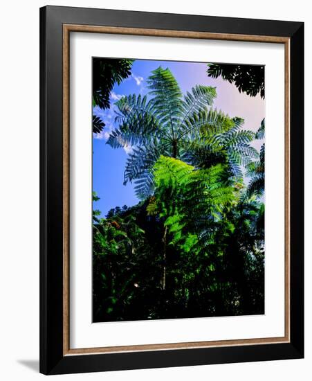 Low angle view of West Indian treefern (Cyathea arborea), Papillote Wilderness Retreat, Dominica-null-Framed Photographic Print