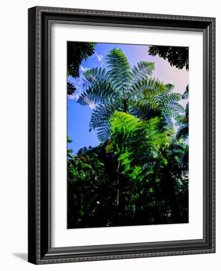 Low angle view of West Indian treefern (Cyathea arborea), Papillote Wilderness Retreat, Dominica-null-Framed Photographic Print