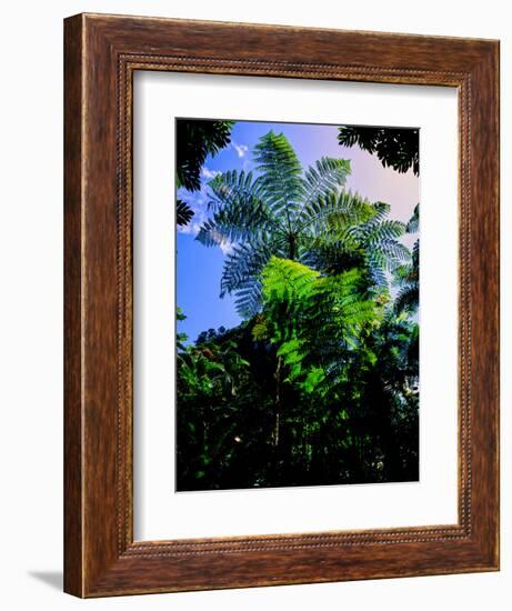 Low angle view of West Indian treefern (Cyathea arborea), Papillote Wilderness Retreat, Dominica-null-Framed Photographic Print