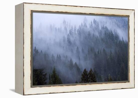 Low Clouds Rolling In And Out Of The Tree Tops In Big Cottonwood Canyon, Utah-Austin Cronnelly-Framed Premier Image Canvas