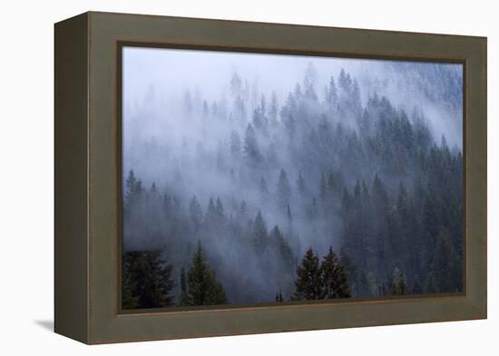 Low Clouds Rolling In And Out Of The Tree Tops In Big Cottonwood Canyon, Utah-Austin Cronnelly-Framed Premier Image Canvas