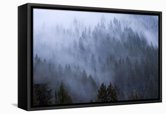 Low Clouds Rolling In And Out Of The Tree Tops In Big Cottonwood Canyon, Utah-Austin Cronnelly-Framed Premier Image Canvas