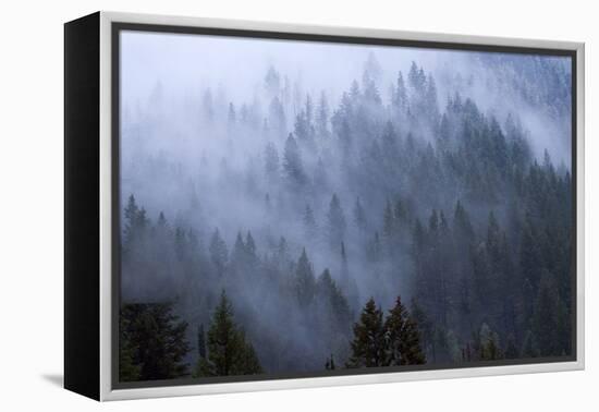 Low Clouds Rolling In And Out Of The Tree Tops In Big Cottonwood Canyon, Utah-Austin Cronnelly-Framed Premier Image Canvas