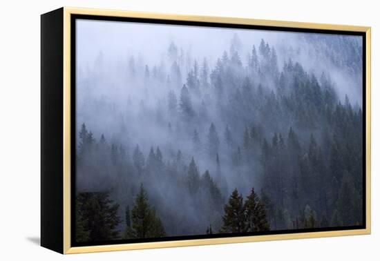 Low Clouds Rolling In And Out Of The Tree Tops In Big Cottonwood Canyon, Utah-Austin Cronnelly-Framed Premier Image Canvas
