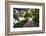 Low Country Walking Path, Charleston,SC-George Oze-Framed Photographic Print