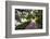 Low Country Walking Path, Charleston,SC-George Oze-Framed Photographic Print