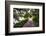 Low Country Walking Path, Charleston,SC-George Oze-Framed Photographic Print