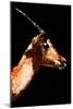 Low Poly Safari Art - Antelope - Black Edition V-Philippe Hugonnard-Mounted Art Print