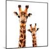 Low Poly Safari Art - Giraffes - White Edition-Philippe Hugonnard-Mounted Art Print