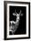 Low Poly Safari Art - Impala Antelope - Black Edition II-Philippe Hugonnard-Framed Art Print