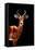 Low Poly Safari Art - Impala Antelope - Black Edition-Philippe Hugonnard-Framed Stretched Canvas