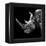 Low Poly Safari Art - Rhino - Black Edition III-Philippe Hugonnard-Framed Stretched Canvas