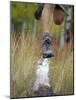 Low Section View of a Person Jumping over a Log of Wood-null-Mounted Photographic Print