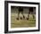 Low Section View of Two Female Soccer Players Kicking a Soccer Ball-null-Framed Photographic Print