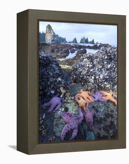 Low Tide at Point of Arches, Olympic National Park, Washington, USA-Gary Luhm-Framed Premier Image Canvas