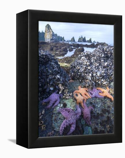 Low Tide at Point of Arches, Olympic National Park, Washington, USA-Gary Luhm-Framed Premier Image Canvas