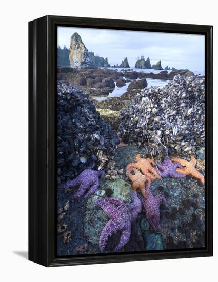Low Tide at Point of Arches, Olympic National Park, Washington, USA-Gary Luhm-Framed Premier Image Canvas