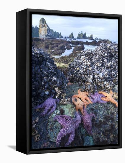 Low Tide at Point of Arches, Olympic National Park, Washington, USA-Gary Luhm-Framed Premier Image Canvas