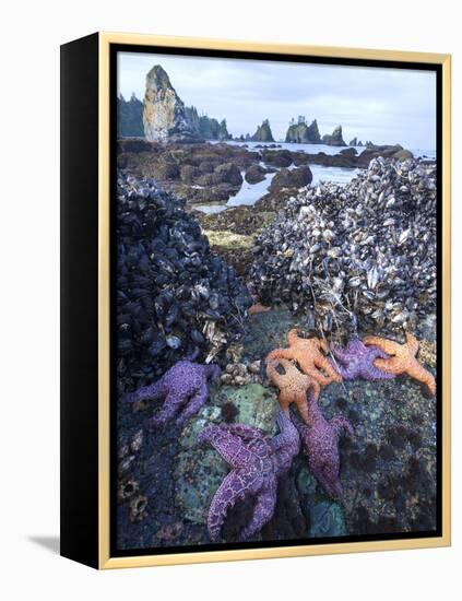 Low Tide at Point of Arches, Olympic National Park, Washington, USA-Gary Luhm-Framed Premier Image Canvas