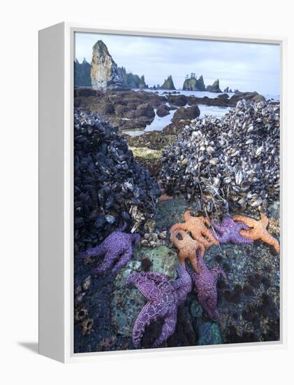 Low Tide at Point of Arches, Olympic National Park, Washington, USA-Gary Luhm-Framed Premier Image Canvas