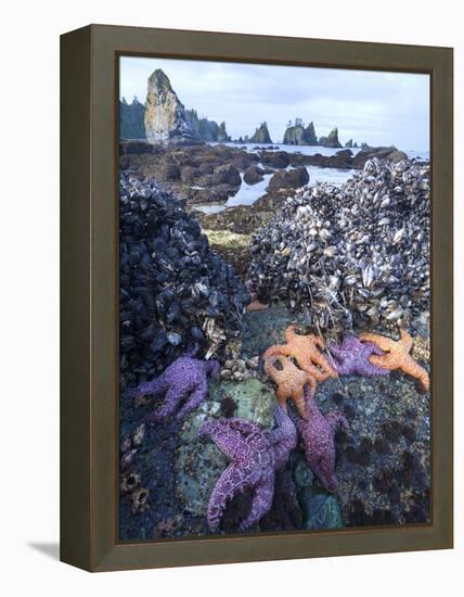 Low Tide at Point of Arches, Olympic National Park, Washington, USA-Gary Luhm-Framed Premier Image Canvas