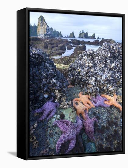 Low Tide at Point of Arches, Olympic National Park, Washington, USA-Gary Luhm-Framed Premier Image Canvas